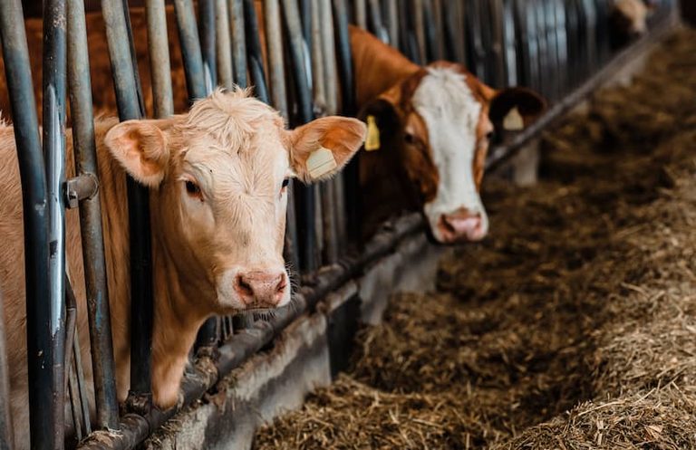 Laboratoires des Pyrénées et des Landes (LPL) - Santé animale