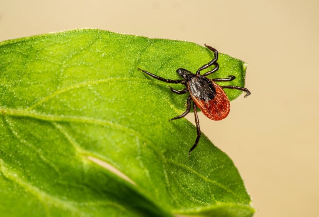 illustration Laboratoires des Pyrénées et des Landes (LPL)
